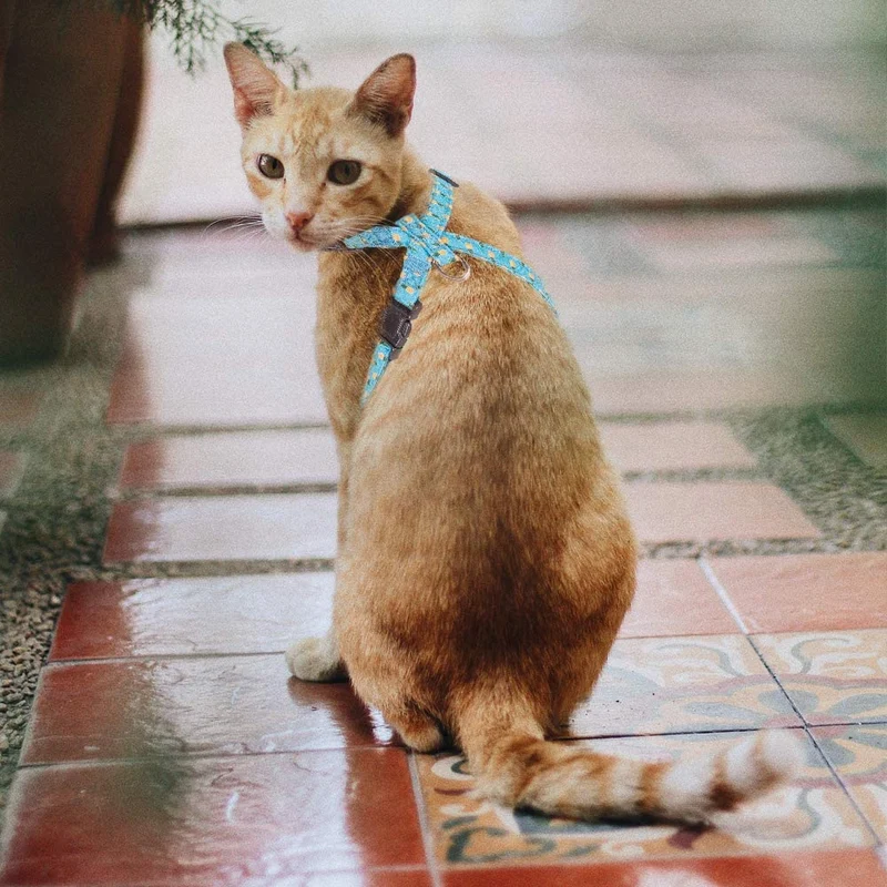 PUPTECK Cat Harness with Leash Set - Adjustable Escape Proof Walking Chest Strap with Pineapple Pattern