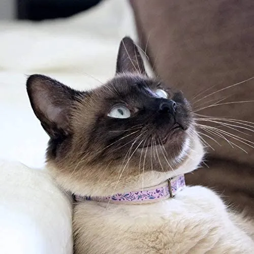 Pettsie - Pulsera de amistad con collar de gato y collar a juego, caja de regalo ecológica, anillo en D para accesorios, 100% algodón para mayor seguridad y comodidad, ajustable de 7.5 – 11.5 in