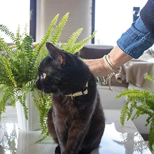 Pettsie - Pulsera de amistad con collar de gato y collar a juego, caja de regalo ecológica, anillo en D para accesorios, 100% algodón para mayor seguridad y comodidad, ajustable de 7.5 – 11.5 in