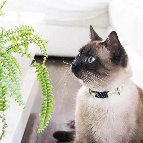 Pettsie - Pulsera de amistad con collar de gato y collar a juego, caja de regalo ecológica, anillo en D para accesorios, 100% algodón para mayor seguridad y comodidad, ajustable de 7.5 – 11.5 in