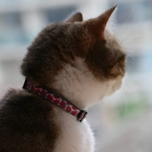 Collar para gato con campana, hebilla de seguridad, collar ajustable para gato, varios diseños, paquete de 4