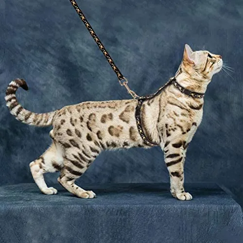SCIROKKO - Arnés y correa para gato – a prueba de escape ajustable para caminar al aire libre con hebilla de seguridad
