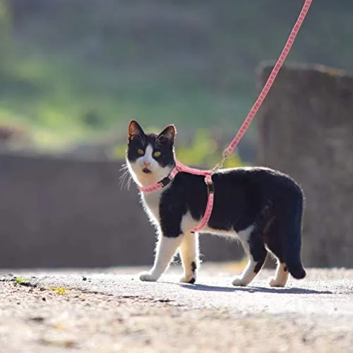 SCIROKKO - Arnés y correa para gato – a prueba de escape ajustable para caminar al aire libre con hebilla de seguridad