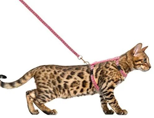 SCIROKKO - Arnés y correa para gato – a prueba de escape ajustable para caminar al aire libre con hebilla de seguridad