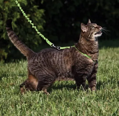 PetSafe Come with Me Kitty Harness and Bungee Leash, Harness for Cats