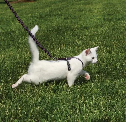 PetSafe Come with Me Kitty Harness and Bungee Leash, Harness for Cats