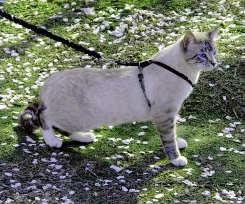 PetSafe Come with Me Kitty Harness and Bungee Leash, Harness for Cats