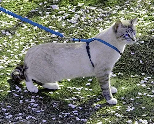 PetSafe Come with Me Kitty Harness and Bungee Leash, Harness for Cats
