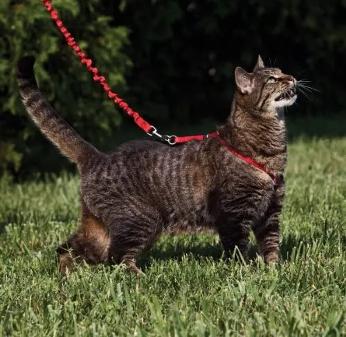 PetSafe Come with Me Kitty Harness and Bungee Leash, Harness for Cats