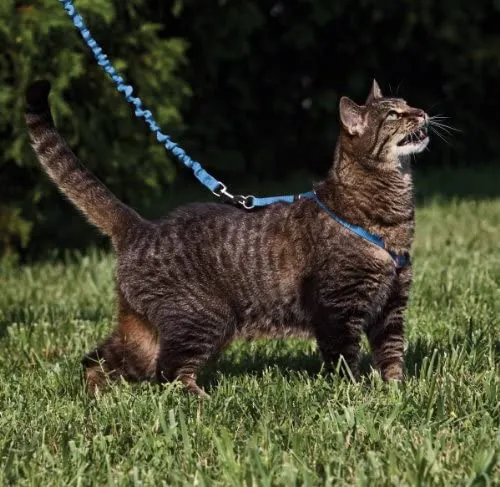 PetSafe Come with Me Kitty Harness and Bungee Leash, Harness for Cats