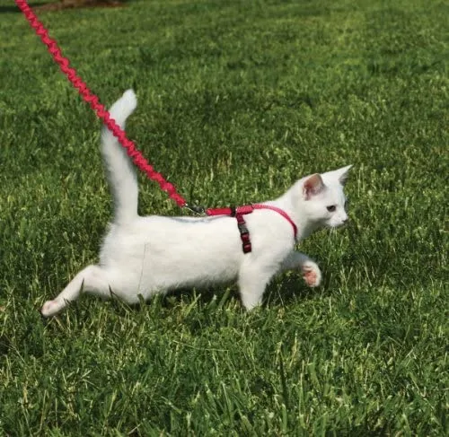 PetSafe Come with Me Kitty Harness and Bungee Leash, Harness for Cats