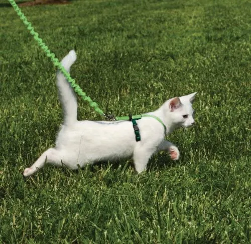 PetSafe Come with Me Kitty Harness and Bungee Leash, Harness for Cats