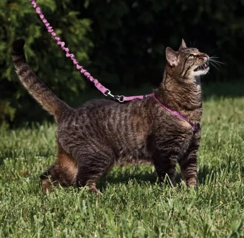 PetSafe Come with Me Kitty Harness and Bungee Leash, Harness for Cats