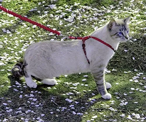 PetSafe Come with Me Kitty Harness and Bungee Leash, Harness for Cats