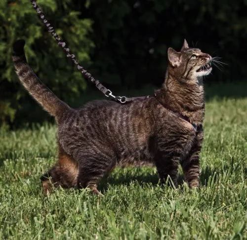 PetSafe Come with Me Kitty Harness and Bungee Leash, Harness for Cats