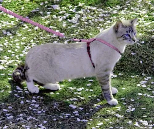 PetSafe Come with Me Kitty Harness and Bungee Leash, Harness for Cats