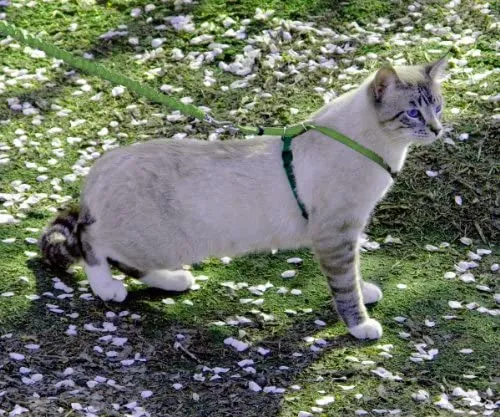 PetSafe Come with Me Kitty Harness and Bungee Leash, Harness for Cats