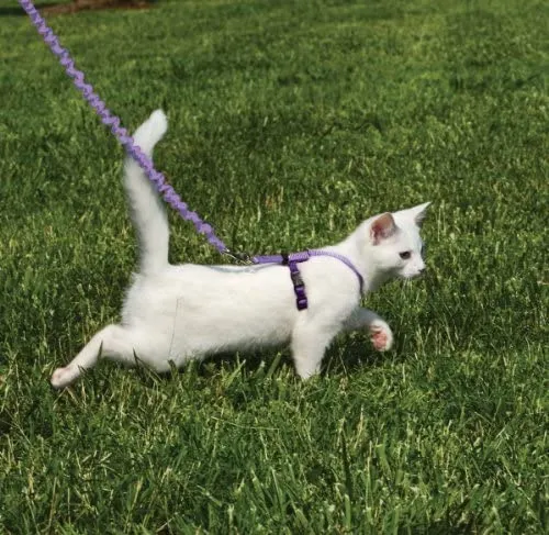 PetSafe Come with Me Kitty Harness and Bungee Leash, Harness for Cats