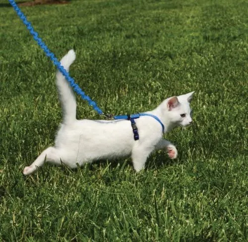 PetSafe Come with Me Kitty Harness and Bungee Leash, Harness for Cats