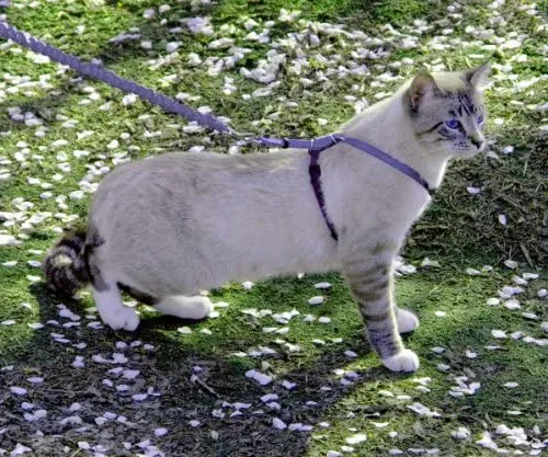 PetSafe Come with Me Kitty Harness and Bungee Leash, Harness for Cats