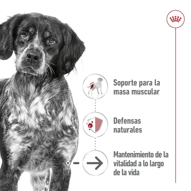 Royal Canin Medium Ageing Lata 410 g Paté Húmedo para Perros