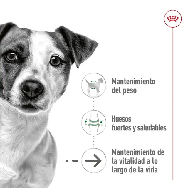 Royal Canin Mini Ageing Lata 195 g Comida Húmeda para Perros Senior