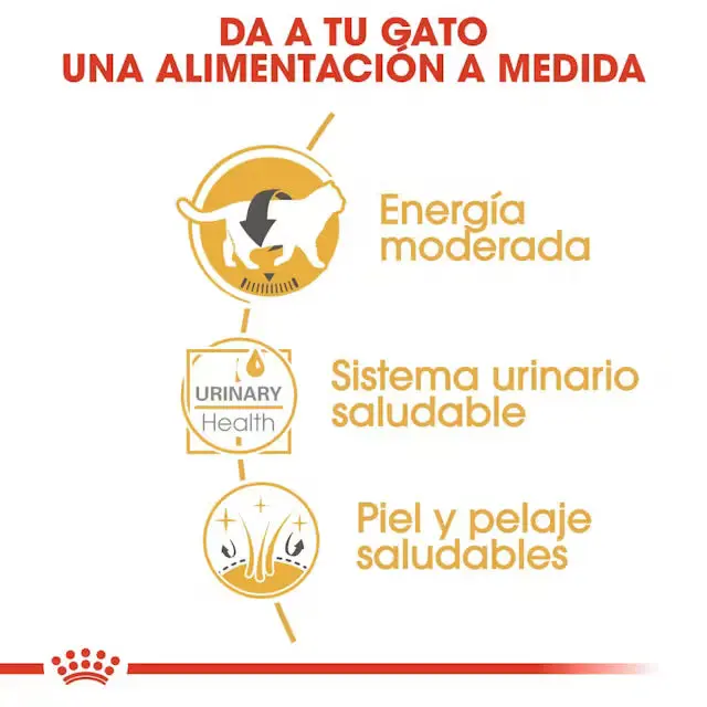 Royal Canin British Shorthair Sobre Paté Húmedo para Gatos