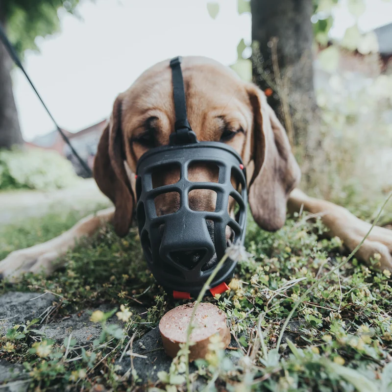 Bozal Albury para perro de la marca Hunter | Hunter Muzzle Albury