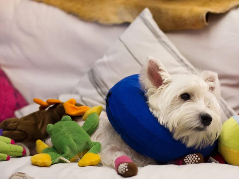 KONG Cloud collar isabelino hinchable de color azul para perros y gatos
