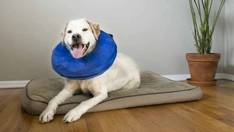 KONG Cloud collar isabelino hinchable de color azul para perros y gatos