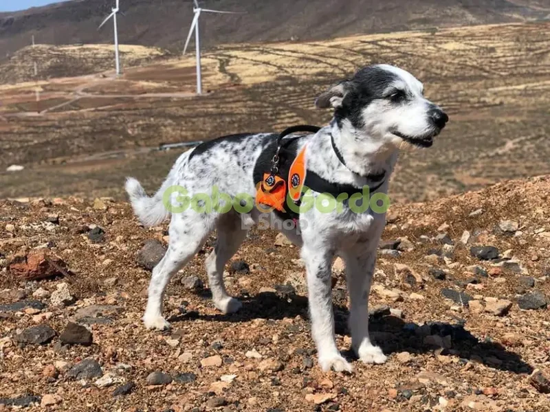 Arnés Ajustable Azul Light Camuflaje para Mascotas | Seguridad, Comodidad y Estilo con TRE PONTI, Fabricado en Italia