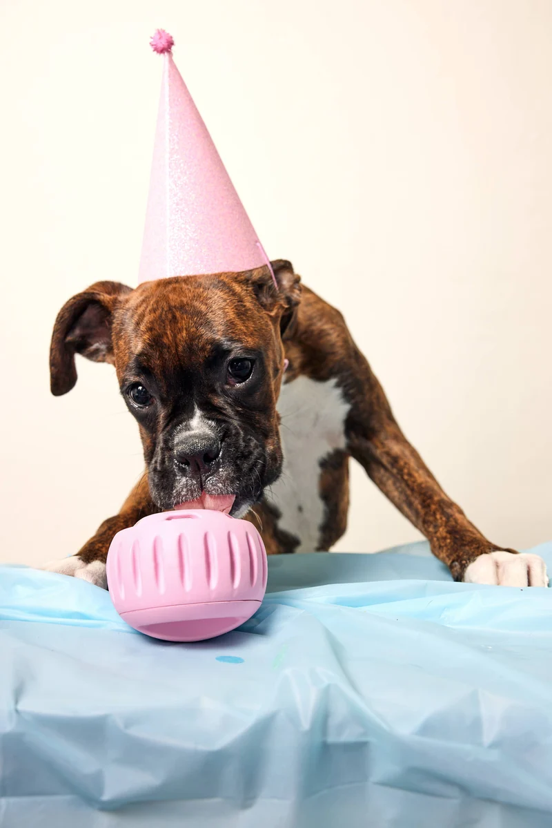 Party Pupsicle