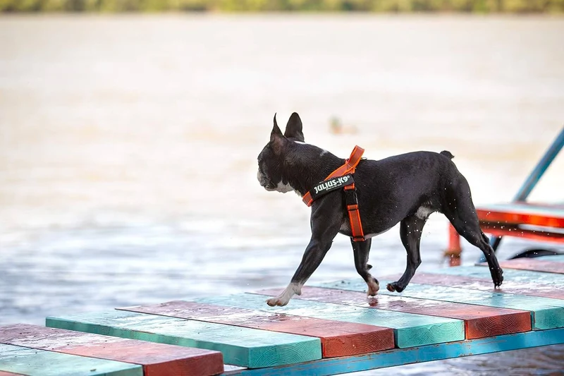 JULIUS K9 IDC Arnés Cinta Grey y Naranja para perros