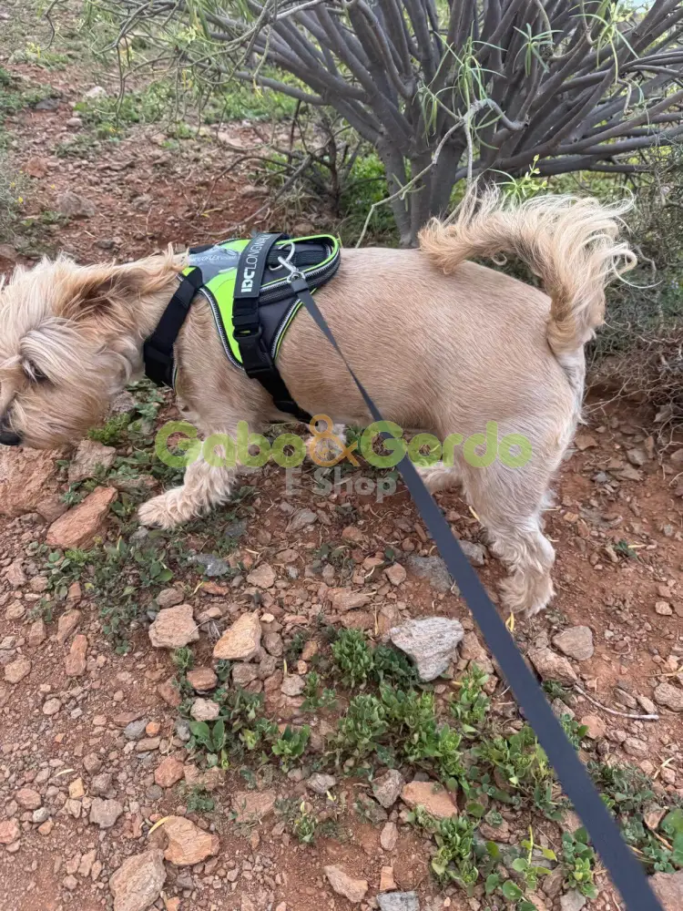 🐾 JULIUS K9 IDC® Longwalk Neon Gray | Arnés para perros color neón-gris