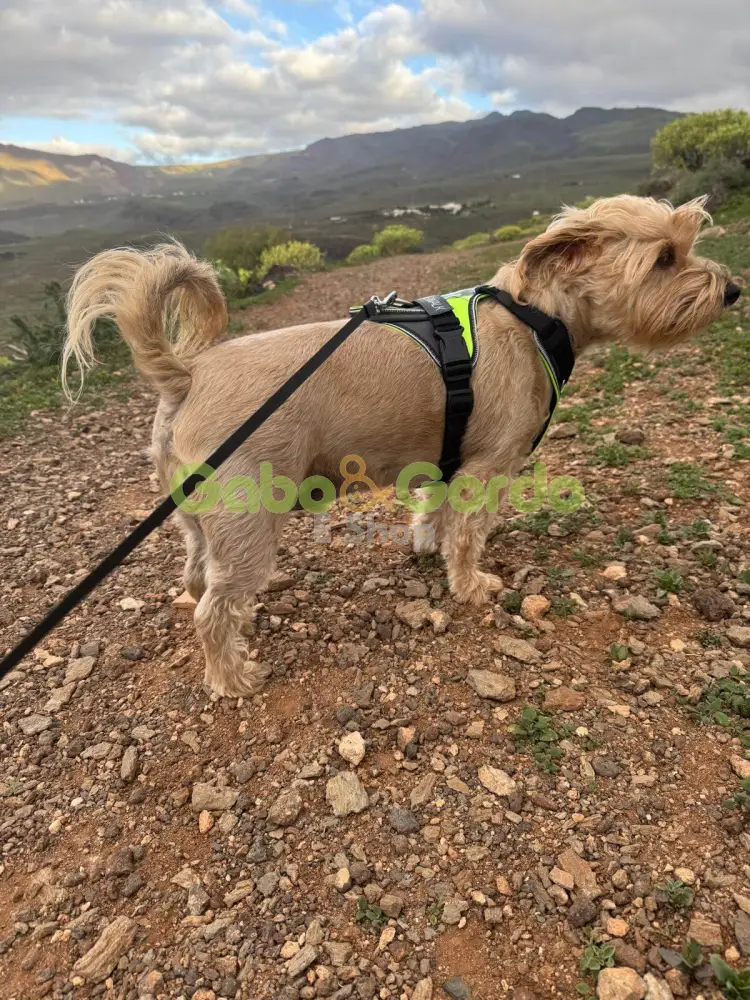 🐾 JULIUS K9 IDC® Longwalk Neon Gray | Arnés para perros color neón-gris