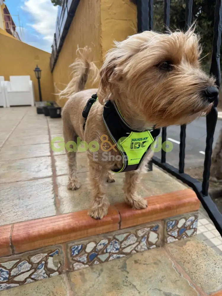 🐾 JULIUS K9 IDC® Longwalk Neon Gray | Arnés para perros color neón-gris