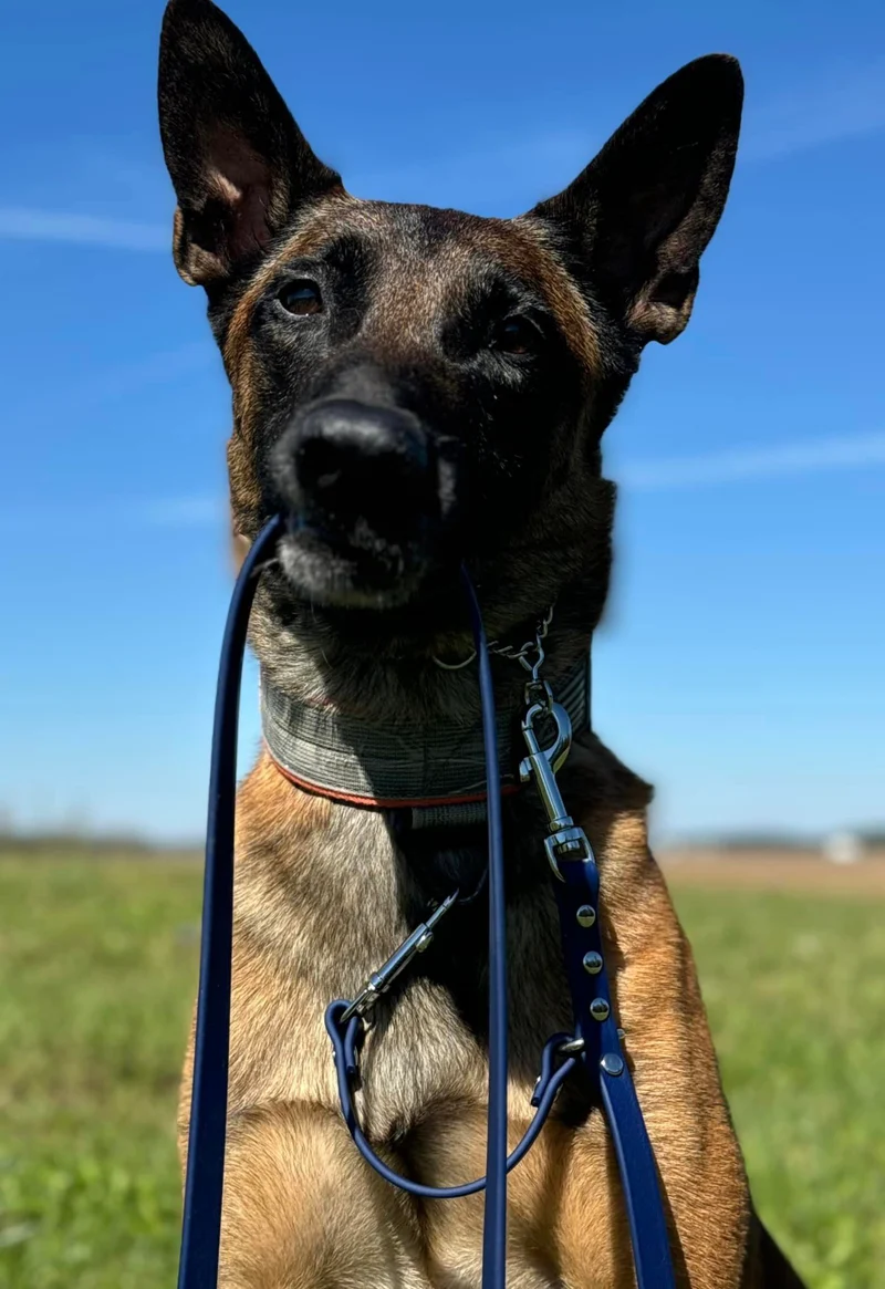 Prong Safety Leash 1/2” Version