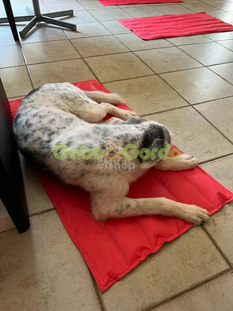 🐾 NAYECO Cool Mat Coral | Colchoneta Refrescante para Mascotas – ¡Frescor instantáneo sin enchufes ni congelación! ☀️