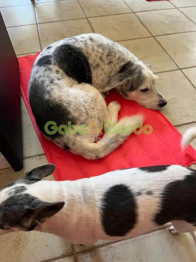 🐾 NAYECO Cool Mat Coral | Colchoneta Refrescante para Mascotas – ¡Frescor instantáneo sin enchufes ni congelación! ☀️