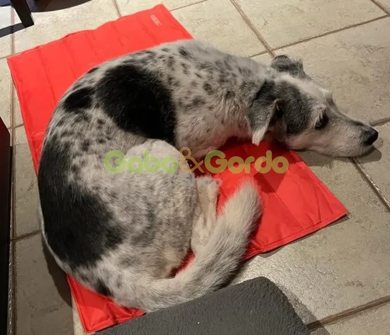 🐾 NAYECO Cool Mat Coral | Colchoneta Refrescante para Mascotas – ¡Frescor instantáneo sin enchufes ni congelación! ☀️