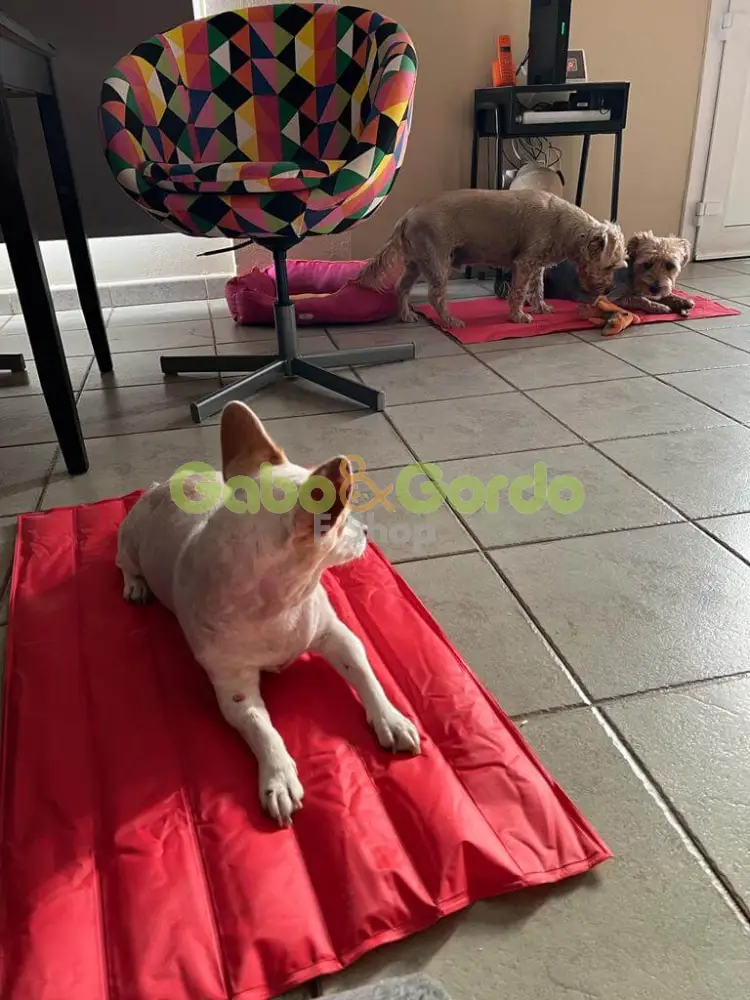 🐾 NAYECO Cool Mat Coral | Colchoneta Refrescante para Mascotas – ¡Frescor instantáneo sin enchufes ni congelación! ☀️