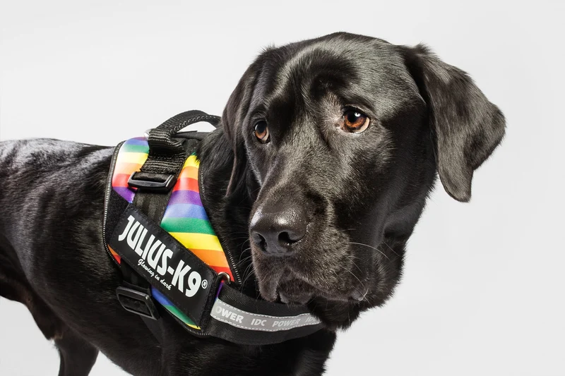🌈 JULIUS K9 IDC Powerharness Arco Iris | Arnés ergonómico y reflectante para perros