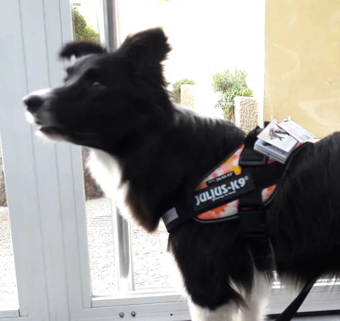 🌸 JULIUS K9 IDC Powerharness Rosa Flores | Arnés ergonómico para perro