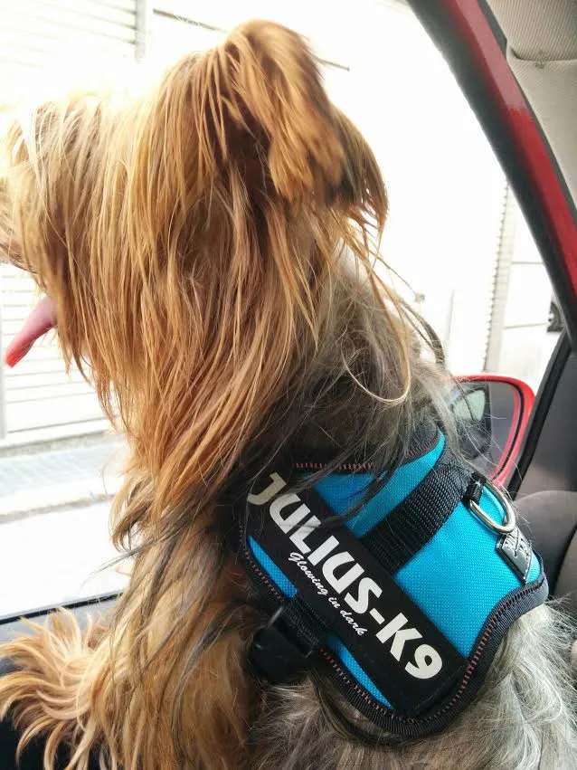 💧 JULIUS K9 IDC Powerharness Aguamarina | Arnés ergonómico y reflectante para perro