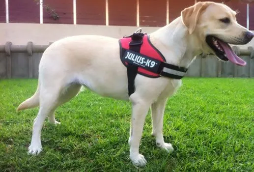 🔴 JULIUS K9 IDC Powerharness Rojo | Arnés ergonómico y seguro para perro