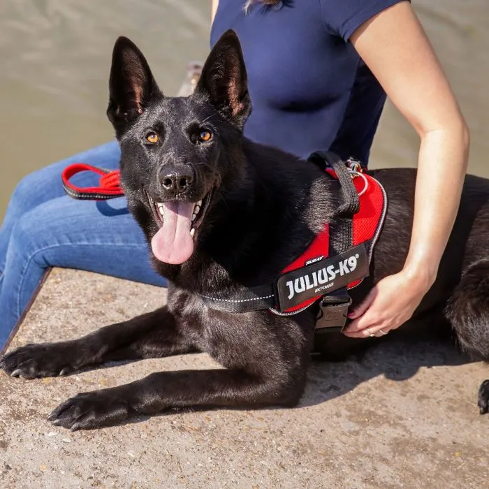 🔴 JULIUS K9 IDC Powerharness Rojo | Arnés ergonómico y seguro para perro