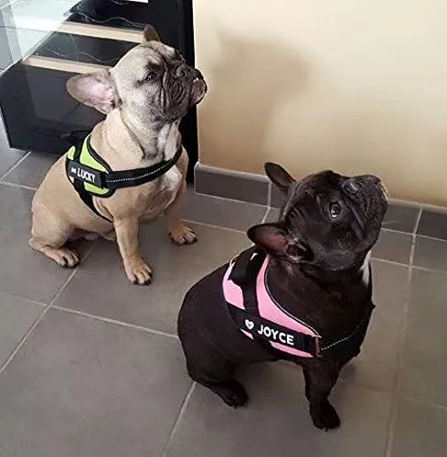 🌸 JULIUS K9 IDC Powerharness Rosa | Arnés cómodo y seguro para perro