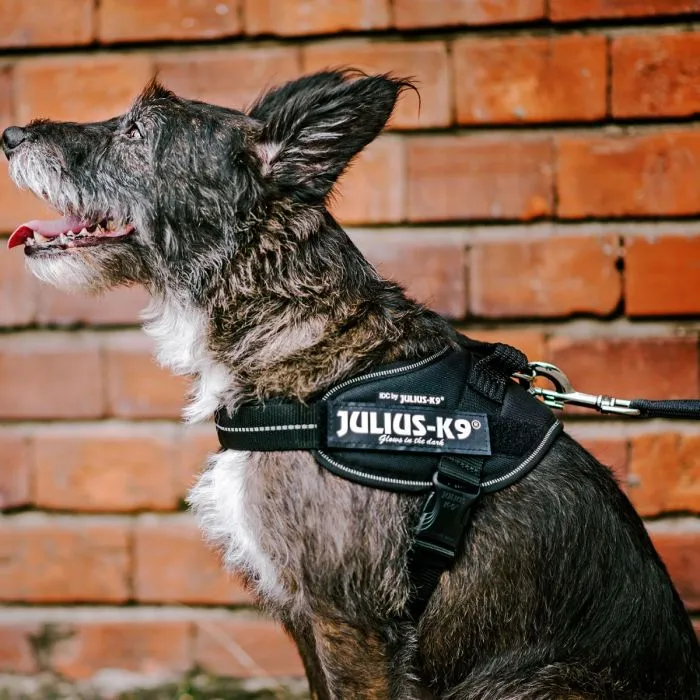 🖤 JULIUS K9 IDC Powerharness Negro | Arnés profesional, cómodo y seguro para perro
