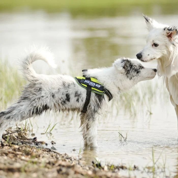 JULIUS K9 IDC Powerharness arnés Verde Neón para perro