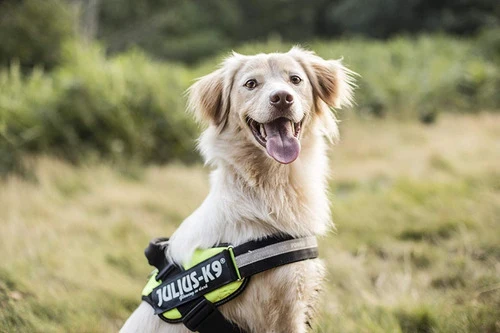 JULIUS K9 IDC Powerharness arnés Verde Neón para perro